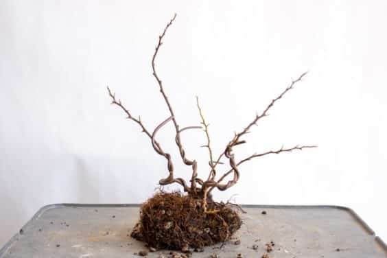 图解 在夏天对长寿梅盆景怎么修剪和翻盘