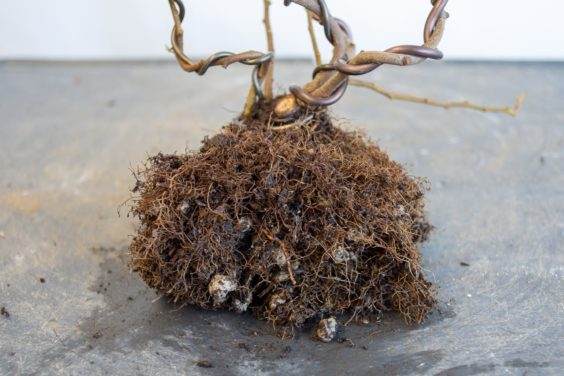 盆景根球的特写镜头