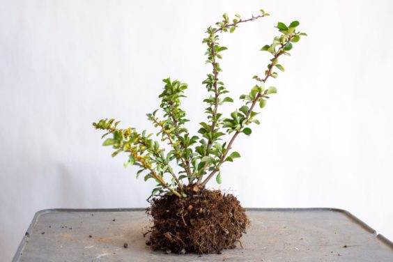 图解 在夏天对长寿梅盆景怎么修剪和翻盘