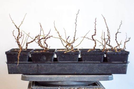 盆景落叶和翻盘后的长寿梅