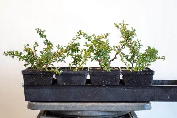 长寿梅翻盘后,并没有脱叶