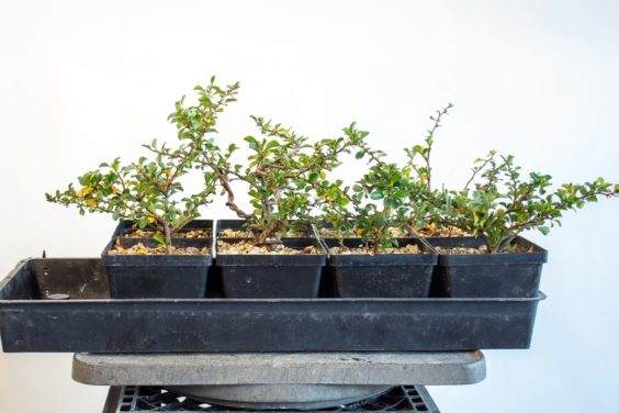 图解 在夏天对长寿梅盆景怎么修剪和翻盘