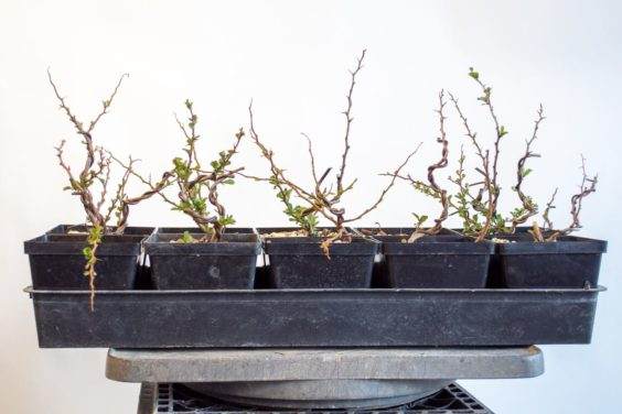 图解 在夏天对长寿梅盆景怎么修剪和翻盘