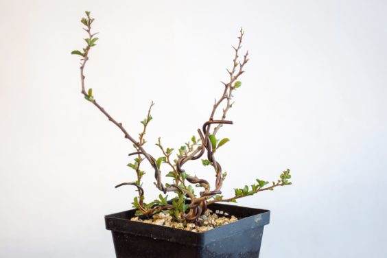 长寿梅盆景在翻盘后两周看起来很好