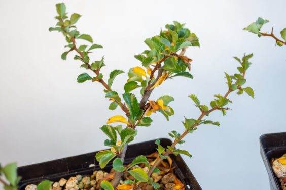 黄色叶子特写镜头