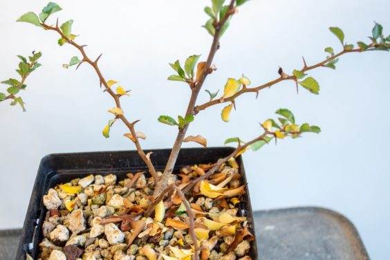 图解 在夏天对长寿梅盆景怎么修剪和翻盘