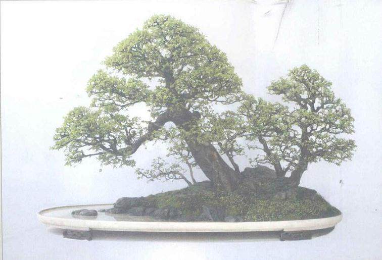 第一次看到赵庆泉的水旱盆景《八骏图》