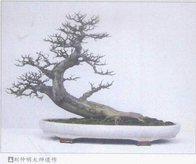 60年代 广州文化局曾经举办过盆景展览