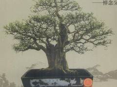 60年代 广州文化局曾经举办过盆景展览