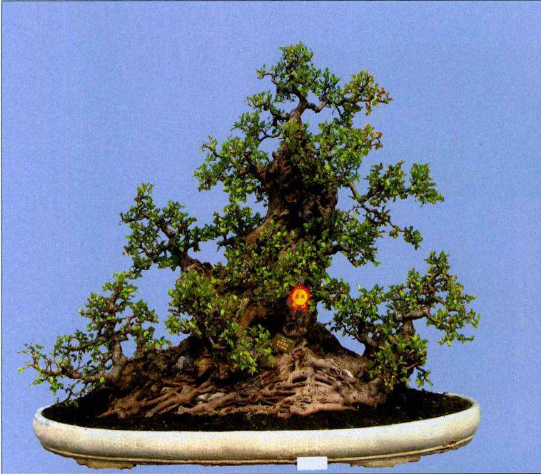 榕树最能表达岭南盆景中截干蓄枝独特的手法