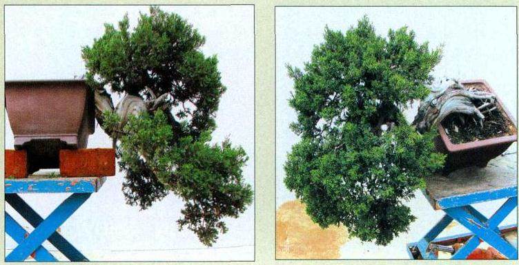 图解 对台湾真柏盆景怎么制作的20过程
