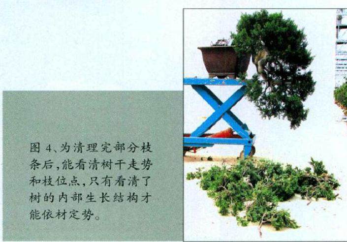 图解 对台湾真柏盆景怎么制作的20过程