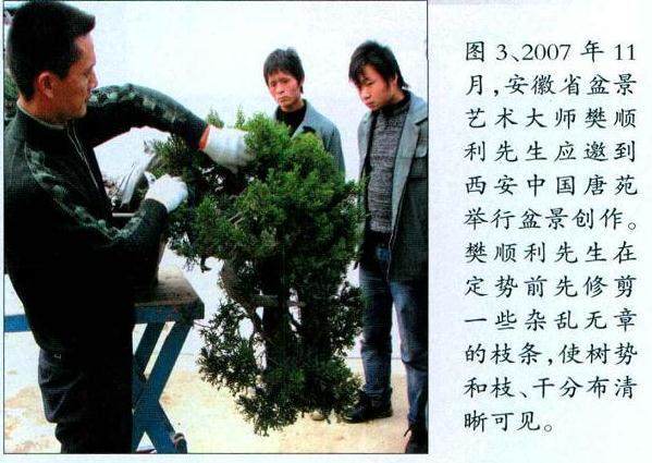 图解 对台湾真柏盆景怎么制作的20过程