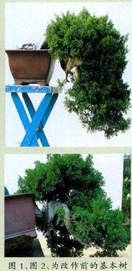 图解 对台湾真柏盆景怎么制作的20过程