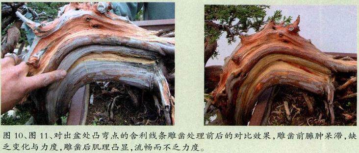 图解 对台湾真柏盆景怎么制作的20过程