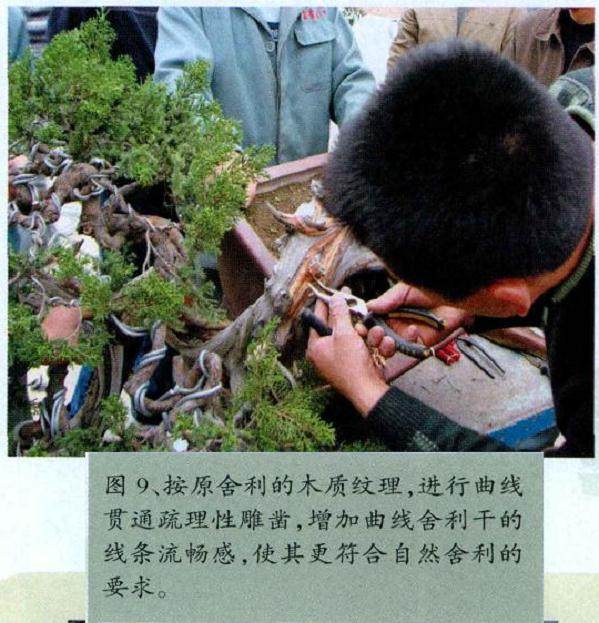 图解 对台湾真柏盆景怎么制作的20过程