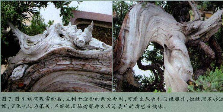 图解 对台湾真柏盆景怎么制作的20过程