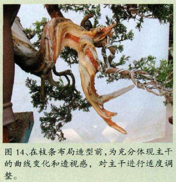 图解 对台湾真柏盆景怎么制作的20过程