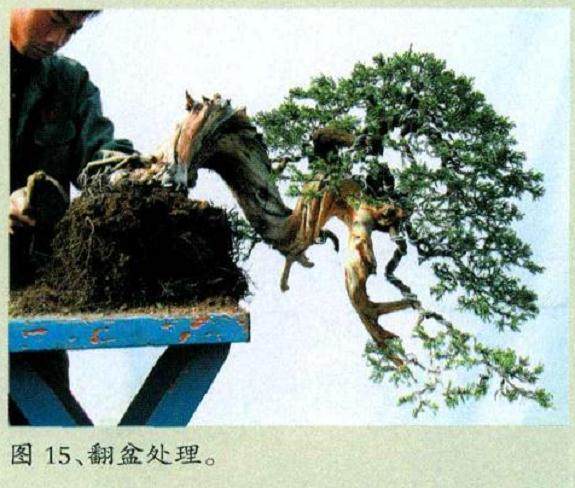 图解 对台湾真柏盆景怎么制作的20过程