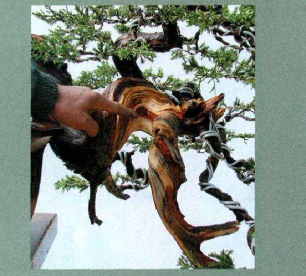 图解 对台湾真柏盆景怎么制作的20过程