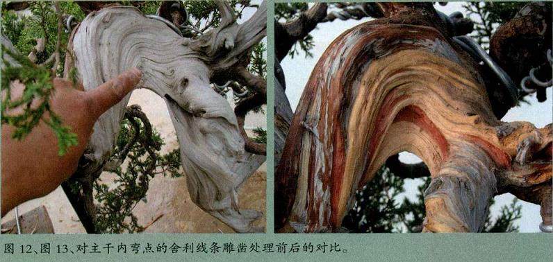 图解 对台湾真柏盆景怎么制作的20过程