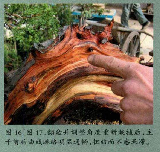 图解 对台湾真柏盆景怎么制作的20过程