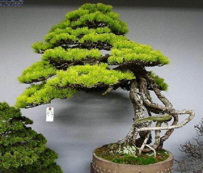 日本盆景协会日本盆景协会创办于1934年