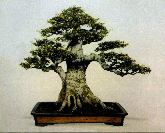 如果询问中国盆景的特质是什么