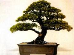 如果询问中国盆景的特质是什么