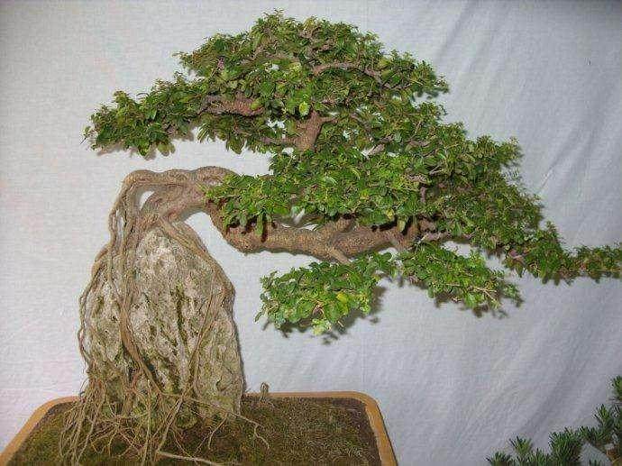 盆景树桩成活后何时开始定枝较为适宜?