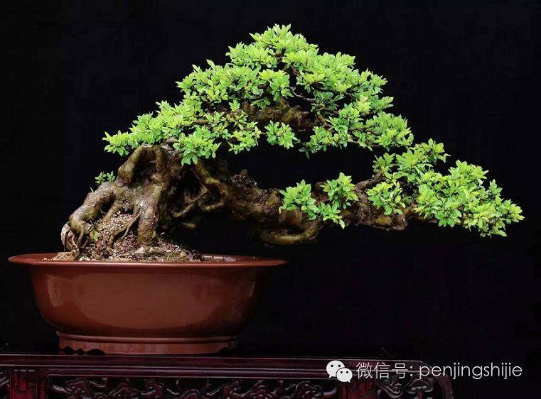 王恒亮先生将盆景作为自己终生追求的事业