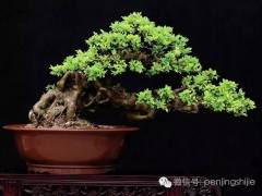 王恒亮先生将盆景作为自己终生追求的事业