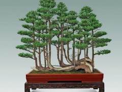 柯成昆盆景何以在短期内发展得如此成绩斐然