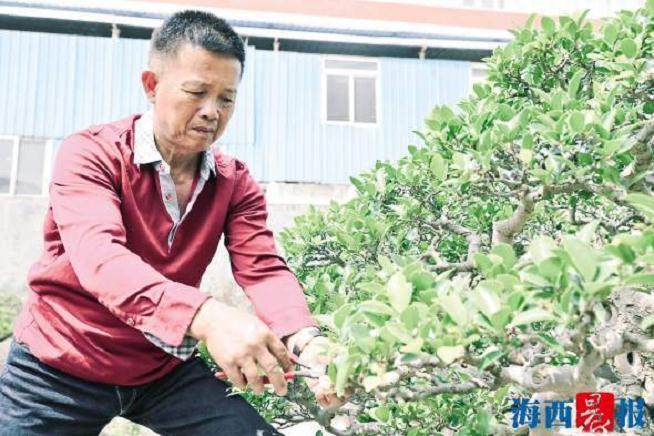 柯成昆：闽派盆景是一生的守护和传承