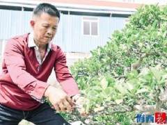 柯成昆闽派盆景是一生的守护和传承