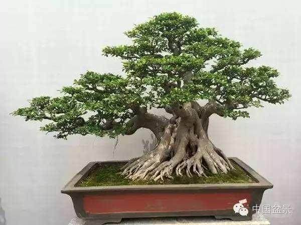 BCI国际盆景大师 王选民