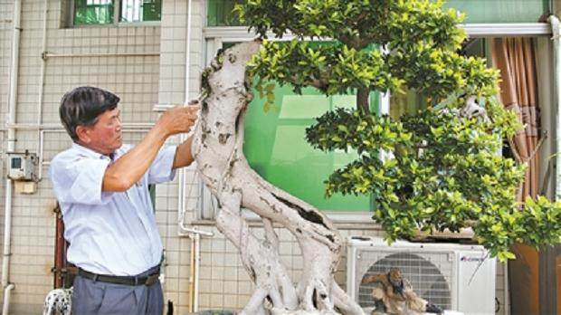 68岁的洪容兴与盆景结缘 要从数十年前说起