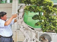 68岁的洪容兴与盆景结缘 要从数十年前说起