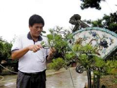 东莞市盆景协会会长  洪容兴