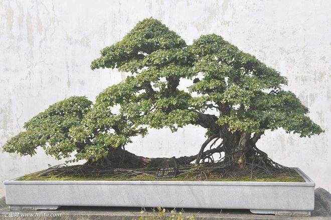 黄杨盆景叶子发黄怎么办