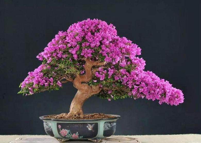 三角梅盆景的制作方法