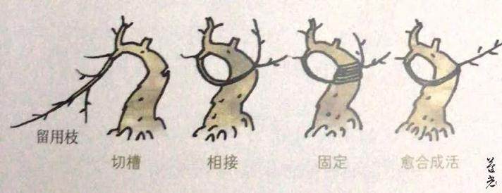 图解 盆景保密技术大公开