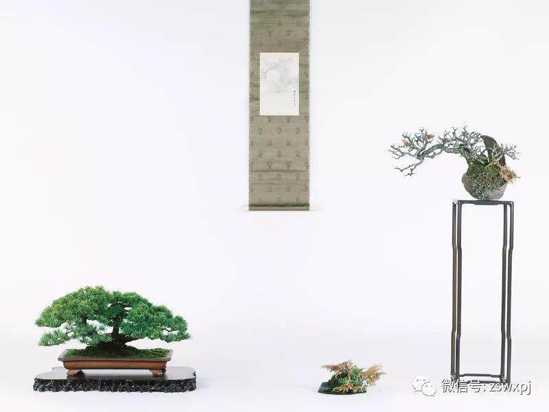 盆景整形修剪的特点与意义
