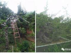 中国盆景艺术大师邢进科莅临孝感指导之一