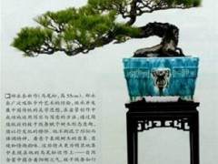 记中国盆景艺术大师郑永泰