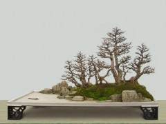 郑永泰来说每一件盆景都是他的心头肉