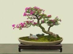 盆景艺术大师郑永泰视察湘乡市曾国藩诗文岛