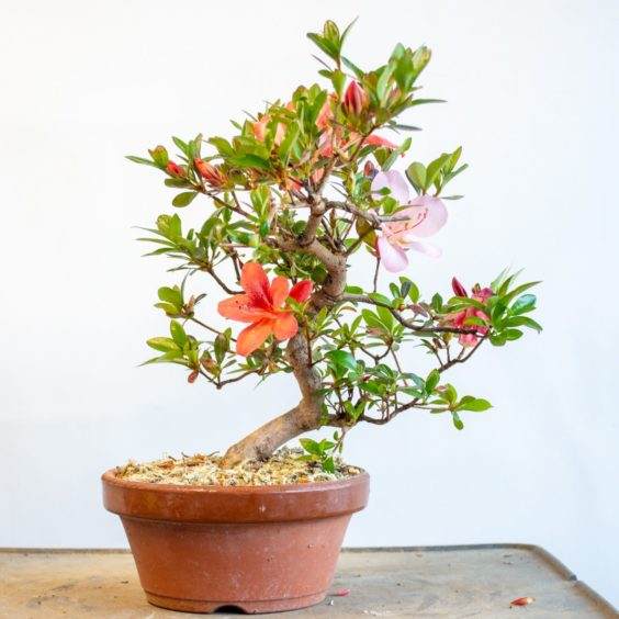 回到二月 我盆栽了大约60棵裸根赤豆杜鹃盆景