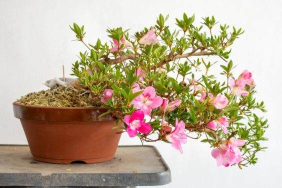 回到二月 我盆栽了大约60棵裸根赤豆杜鹃盆景