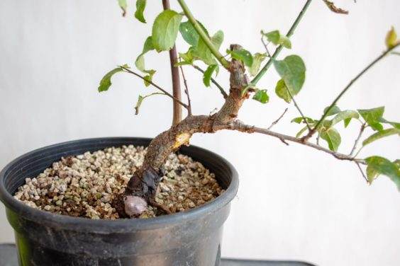 图解 盆景制作系列8 修剪不必要的分支